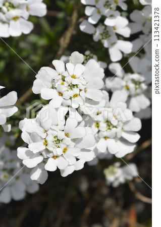 Evergreen candytuft Schneeflocke Evergreen candytuft Schneeflocke 113421378