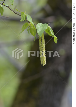 European hop hornbeam 113421379