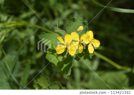 Greater celandine Greater celandine 113421381
