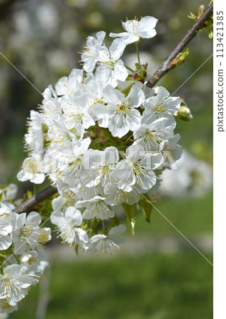 Sweet cherry 113421385