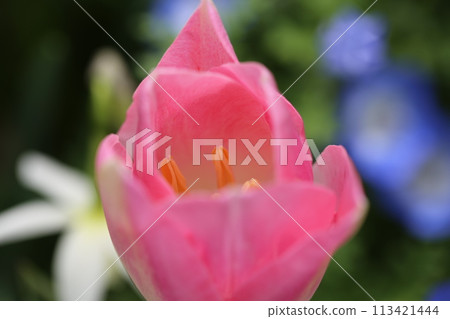 春天玫瑰園裡盛開的粉紅鬱金香 113421444