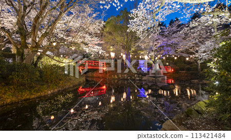 Cherry blossoms at night in Utsubuki Park (Kurayoshi City) Cherry blossoms at night in Utsubuki Park (Kurayoshi City) 113421484