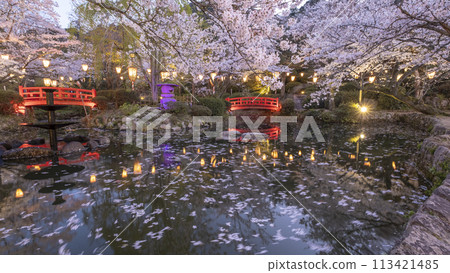 Cherry blossoms at night in Utsubuki Park (Kurayoshi City) 113421485