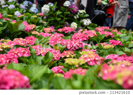 台灣六月盛開的繡球花 台灣六月盛開的繡球花 113421610