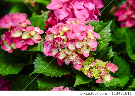 台灣六月盛開的繡球花 台灣六月盛開的繡球花 113421611