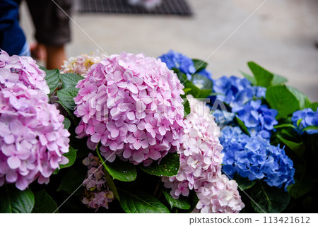 台灣六月盛開的繡球花 台灣六月盛開的繡球花 113421612
