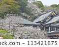 Cherry blossoms at Hasedera Temple in Kamakura 113421675
