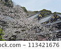 Cherry blossoms at Hasedera Temple in Kamakura 113421676