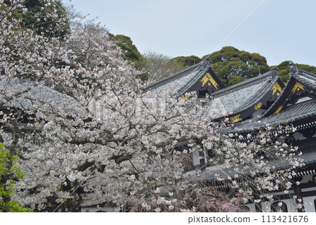 Cherry blossoms at Hasedera Temple in Kamakura 113421676