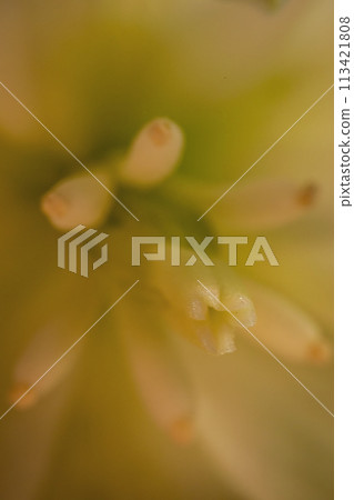 Yucca flowers close up Yucca flowers close up 113421808