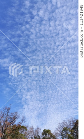 Sardine clouds in the autumn sky seen from the park 113421949