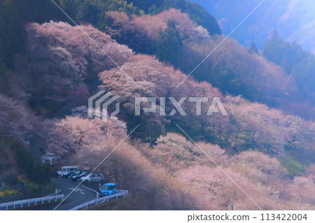 Hyotan Sakura, Niyodogawa Town, Kochi Prefecture Hyotan Sakura, Niyodogawa Town, Kochi Prefecture 113422004