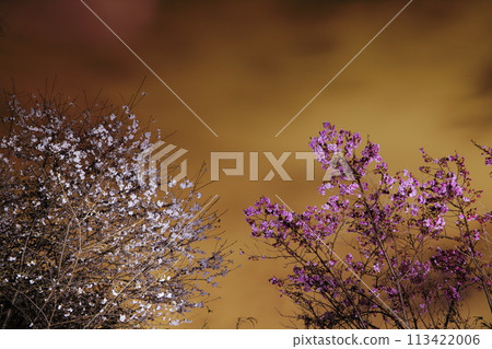 Cherry blossoms at night Cherry blossoms at night 113422006