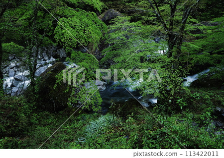 高知縣土佐町、瀨戶川溪谷、新綠谷 113422011