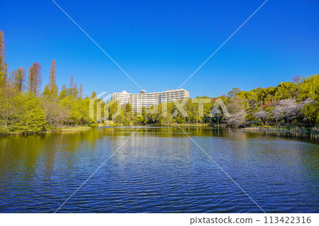 Inokashira Park 113422316