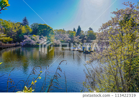 Inokashira Park 113422319