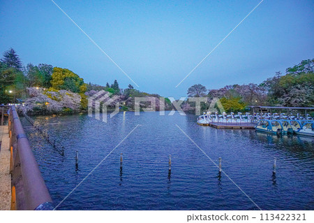 Inokashira Park 113422321