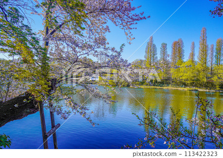 Inokashira Park 113422323