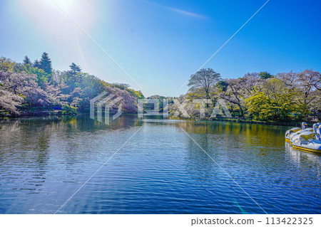 Inokashira Park 113422325