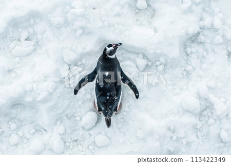 King penguin lies on the snow with wings spread, top view 113422349