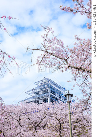 用櫻花再現的福岡城，福岡縣福岡市 113422461