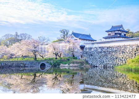 Spring in Fukuoka Castle Ruins, Fukuoka City, Fukuoka Prefecture 113422477