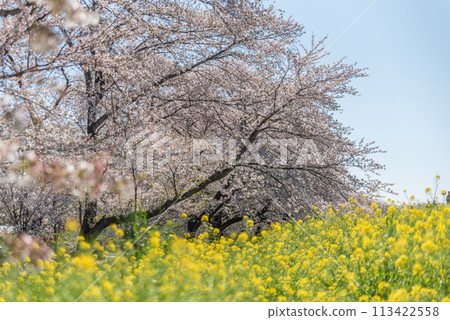 Rape blossoms and cherry blossoms at Kumagaya Sakura Tsutsumi Rape blossoms and cherry blossoms at Kumagaya Sakura Tsutsumi 113422558