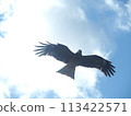 一隻渴望的黑鳥在夏日的天空中飛翔 113422571