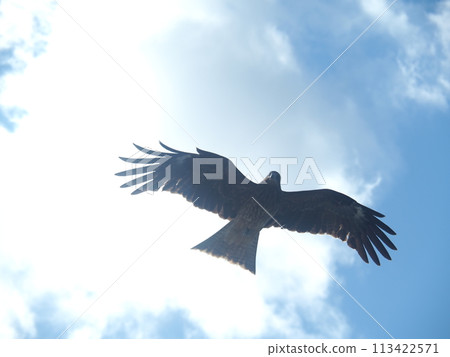 一隻渴望的黑鳥在夏日的天空中飛翔 113422571