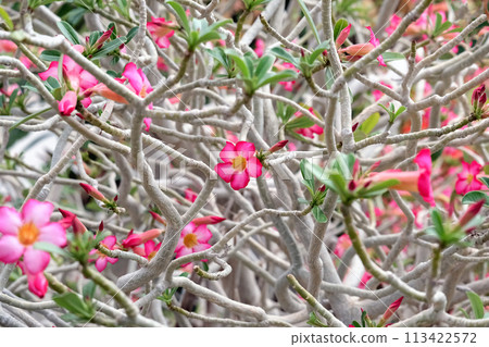 Adenium multiflora (Latin - Adenium Multiflorum) in the Ein Gedi Botanical Garden Adenium multiflora (Latin - Adenium Multiflorum) in the Ein Gedi Botanical Garden 113422572