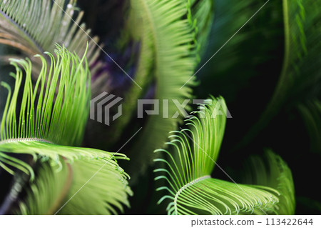 Macro of green tropical leaves Macro of green tropical leaves 113422644