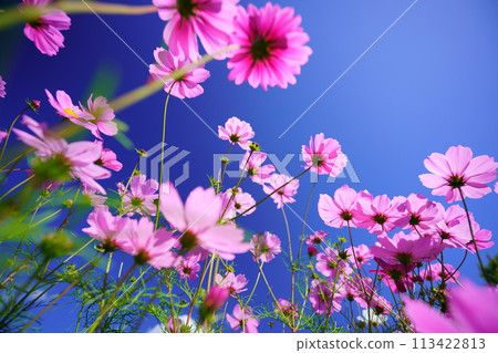 low angle cosmos flowers 113422813