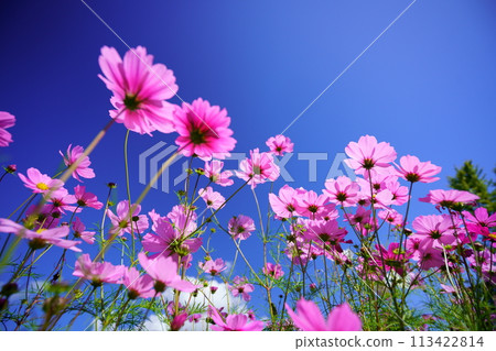 low angle cosmos flowers 113422814