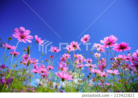 low angle cosmos flowers 113422821