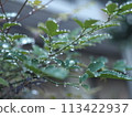雨天樹葉滴著水 113422937