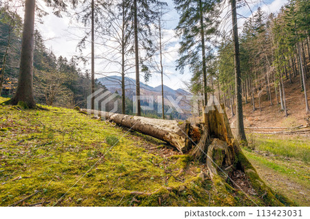 Broken dry tree on the edge of the forest. Broken dry tree on the edge of the forest. 113423031