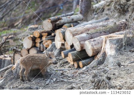 Wild boar cub in forest. Wild boar cub in forest. 113423032