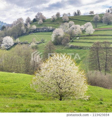 Spring landscape with blossom trees on a green meadows. 113423034