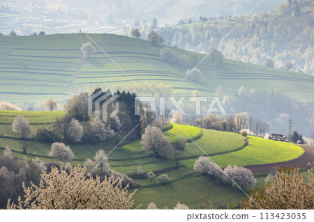 Spring landscape with blossom trees on a green meadows. Spring landscape with blossom trees on a green meadows. 113423035
