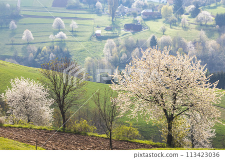 Spring landscape with blossom trees on a green meadows. Spring landscape with blossom trees on a green meadows. 113423036