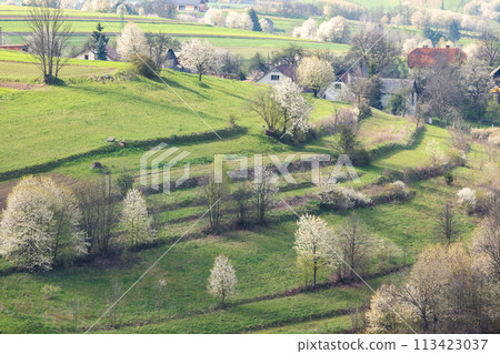 Spring landscape with blossom trees on a green meadows. 113423037
