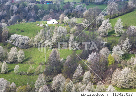 Spring landscape with blossom trees on a green meadows. 113423038