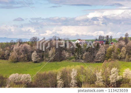 Spring landscape with blossom trees on a green meadows. 113423039