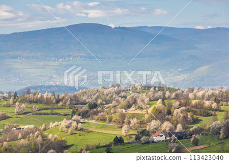 Spring landscape with blossom trees on a green meadows. 113423040