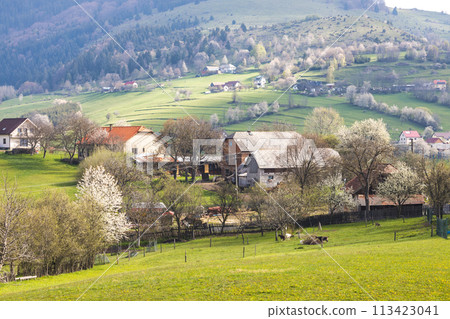 Spring landscape with blossom trees on a green meadows. 113423041
