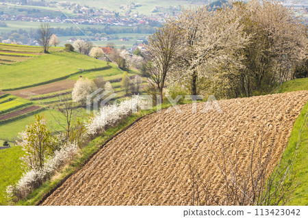 Spring landscape with blossom trees on a green meadows. 113423042