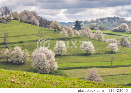 Spring landscape with blossom trees on a green meadows. 113423043