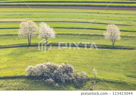 Spring landscape with blossom trees on a green meadows. 113423044
