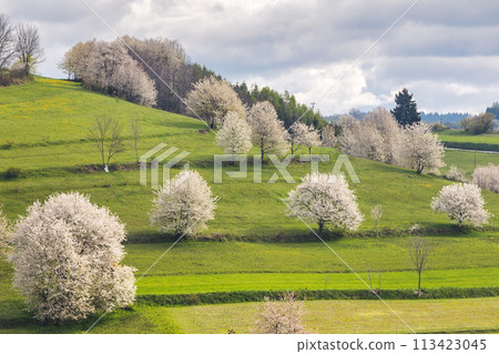 Spring landscape with blossom trees on a green meadows. 113423045