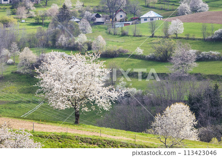 Spring landscape with blossom trees on a green meadows. 113423046